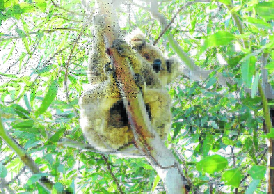 Gunnedah's koala population could face chlamydia crisis
