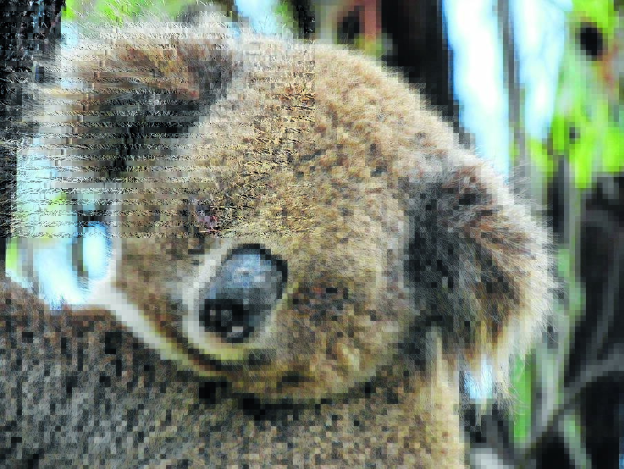 Sad sight: A sick koala with both eyes closed and a wet bottom found at Breeza.
Photo: Phil Sparks